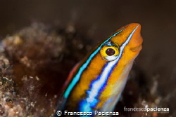 Hello! by Francesco Pacienza 